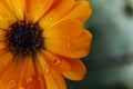 Raindrops on the petals of a calendula flower Royalty Free Stock Photo