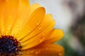 Raindrops on the petals of a calendula flower Royalty Free Stock Photo