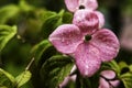 Macro of pink dogwood flower in the rain Royalty Free Stock Photo