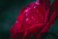 Raindrops on the petals of a red rose - Romantic background Royalty Free Stock Photo