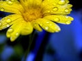 raindrops on the petals of yellow calendula, macro Royalty Free Stock Photo