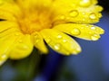 raindrops on the petals of yellow calendula, macro Royalty Free Stock Photo