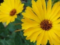 Yellow Daisy Days Royalty Free Stock Photo