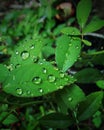 Raindrops photography Royalty Free Stock Photo