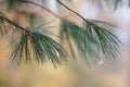 Rain drops on pine needles in the autumn arboretum Royalty Free Stock Photo