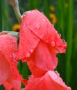 Raindrops on a pink gladiolus flower closeup Royalty Free Stock Photo