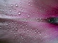 Raindrops on a pink rose petal. petal in water droplets close-up Royalty Free Stock Photo