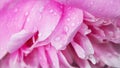 Raindrops on pink rose petals close up Royalty Free Stock Photo