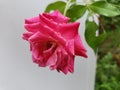 Raindrops on pink roses blooming in the garden