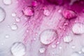 Raindrops on pink tulip leaf Royalty Free Stock Photo