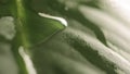 Raindrops on a plant leaf
