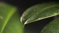 Raindrops on a plant leaf