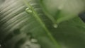 Raindrops on a plant leaf. Refocusing