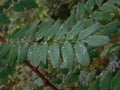 Raindrops on several plants in atumn Royalty Free Stock Photo