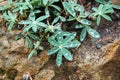 Raindrops on plants growing on a rock after storm Royalty Free Stock Photo