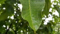 Raindrops on polished leaf surface closeup Royalty Free Stock Photo