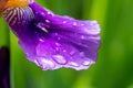 Raindrops on a purple iris blossom Royalty Free Stock Photo