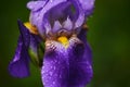 Raindrops on purple iris flower. flower close-up in macro photography. natural background, copy space Royalty Free Stock Photo