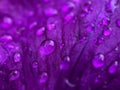 Raindrops on a purple iris petal. Macro photo. Soft selective focus