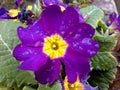 Raindrops on Purple Primrose