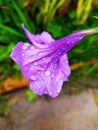 Raindrops on purple trumpet flowers & thunbergia erecta& 