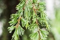 Raindrops After Rain In the Leaves Of A Pine Tree