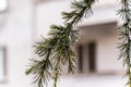 Raindrops After Rain In the Leaves Of A Pine Tree