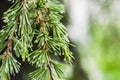 Raindrops After Rain In the Leaves Of A Pine Tree