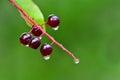 Raindrops and Rain on Plants Berry Royalty Free Stock Photo