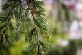 Raindrops After Rain In the Leaves Of A Pine Tree