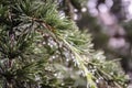 Raindrops After Rain In the Leaves Of A Pine Tree