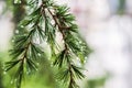 Raindrops After Rain In the Leaves Of A Pine Tree