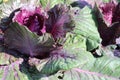 Raindrops on red cabbage leaves. Royalty Free Stock Photo