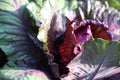 Raindrops on red cabbage leaves. Royalty Free Stock Photo