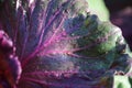 Raindrops on red cabbage leaves. Royalty Free Stock Photo