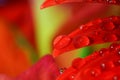 Raindrops on a red flower leaf