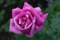 Raindrops on Red fuchsia Rose