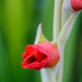 Raindrops on red gladiolus flower bud Royalty Free Stock Photo