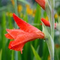 Raindrops on a red gladiolus flower closeup Royalty Free Stock Photo