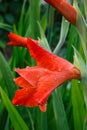 Raindrops on a red gladiolus flower closeup Royalty Free Stock Photo