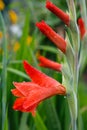 Raindrops on a red gladiolus flower closeup Royalty Free Stock Photo