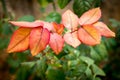 Raindrops on red leaves closeup Royalty Free Stock Photo