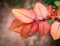 Raindrops on red leaves closeup Royalty Free Stock Photo