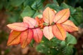 Raindrops on red leaves closeup Royalty Free Stock Photo