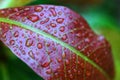 Raindrops on red leaves with green fibers  The image for the natural abstract background, select focus. Royalty Free Stock Photo