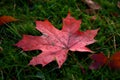 Raindrops on Red Maple Leaves in Autumn Royalty Free Stock Photo