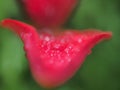 Raindrops on the red petals of a Bud of a Lily. Royalty Free Stock Photo