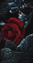 Raindrops on a red rose Royalty Free Stock Photo