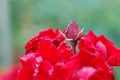 Raindrops on a red rose with bud Royalty Free Stock Photo