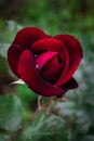 Raindrops on a red rose in the garden. Close-up. Royalty Free Stock Photo